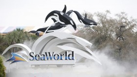 Tourists Caught Off Guard by Orca Poop Shower at SeaWorld San Antonio