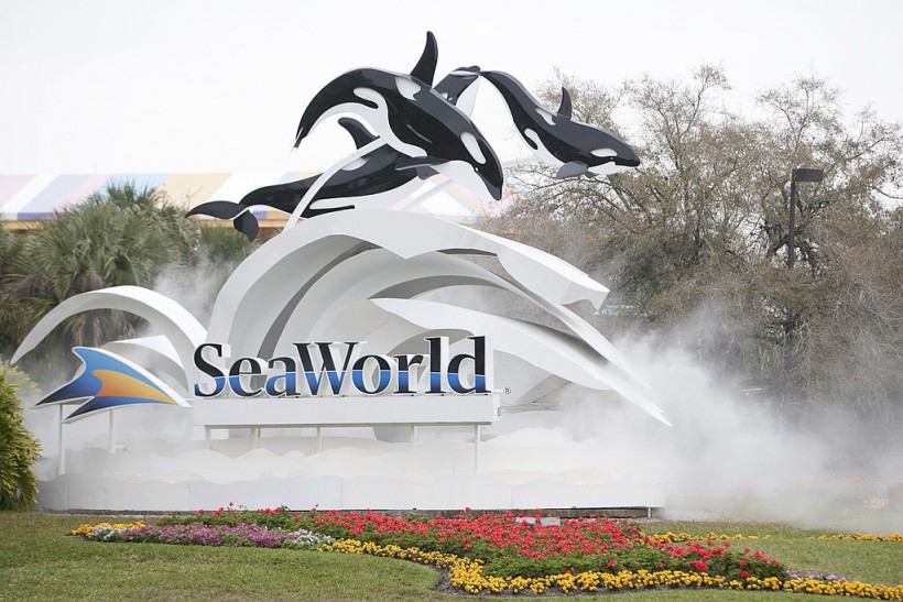 Tourists Caught Off Guard by Orca Poop Shower at SeaWorld San Antonio