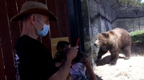 Beloved Grizzly 399, the World’s Most Famous Bear, Dies After Being Struck by Vehicle