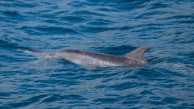 Dolphin Remains Discovered on Jersey Shore Prompt Federal Inquiry