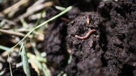 Bio-Based Materials Harmful to Earthworms Vital for Ecosystem Health, Study Warns