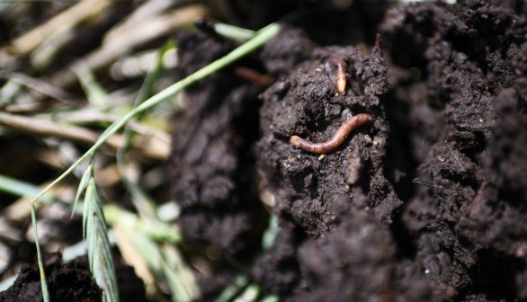 Bio-Based Materials Harmful to Earthworms Vital for Ecosystem Health, Study Warns