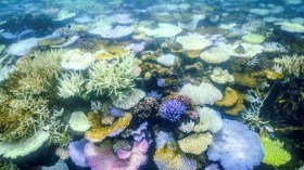 World’s Biggest Coral, Hidden Beneath Solomon Islands Waters, Revealed by Diver