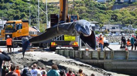 Over 30 Pilot Whales Rescued from New Zealand Beach, Four Tragically Die