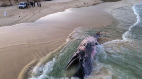 How Long Does It Take for Dead Whales to Decompose in the Ocean?