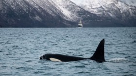 Orcas Learn to Hunt Whale Sharks, New Study Reveals