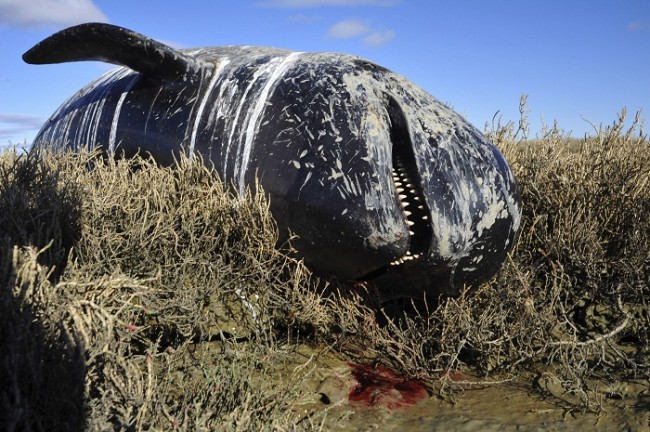 Beached Pilot Whales Struggled to Survive | Nature World News