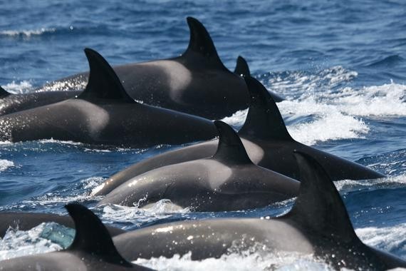 Iberian Orcas' Search for Tuna Leaves Them Trapped ...
